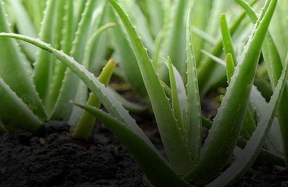 Por que Aloe?
